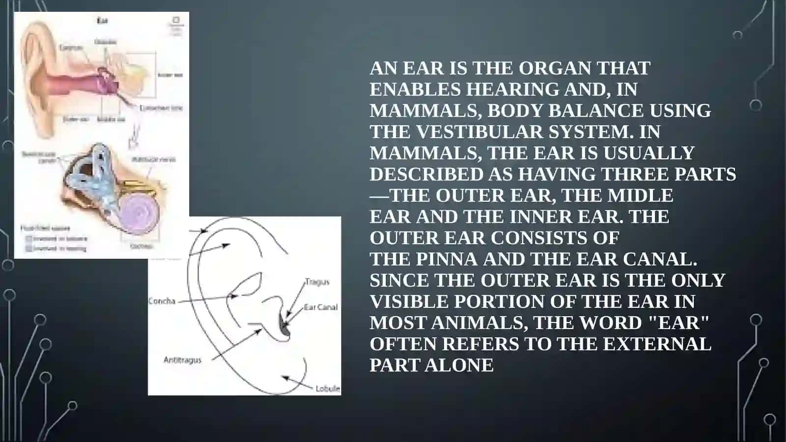 PARTS OF THE HUMAN BODY 3