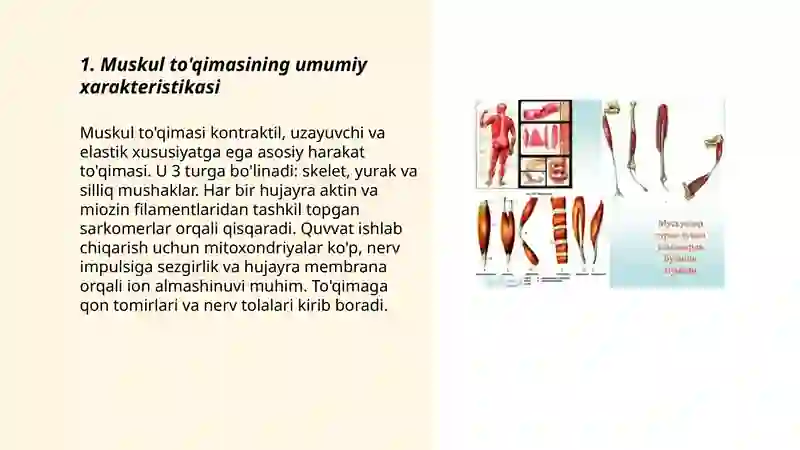 Muskul tòqimasining umumiy tuzilishi va xillari 3