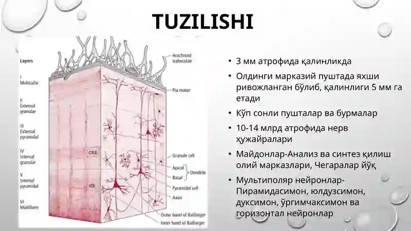 bosh miya po'stlog'i gistologiyasi 3