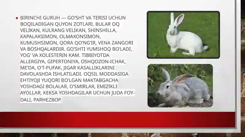 Quyonchilik biznesi 3
