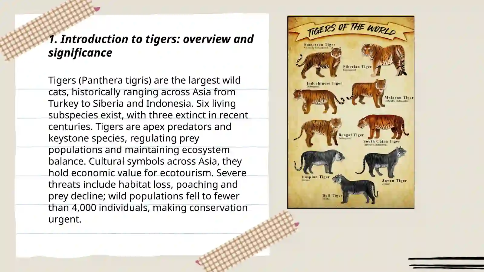 Presentation about tigers 3