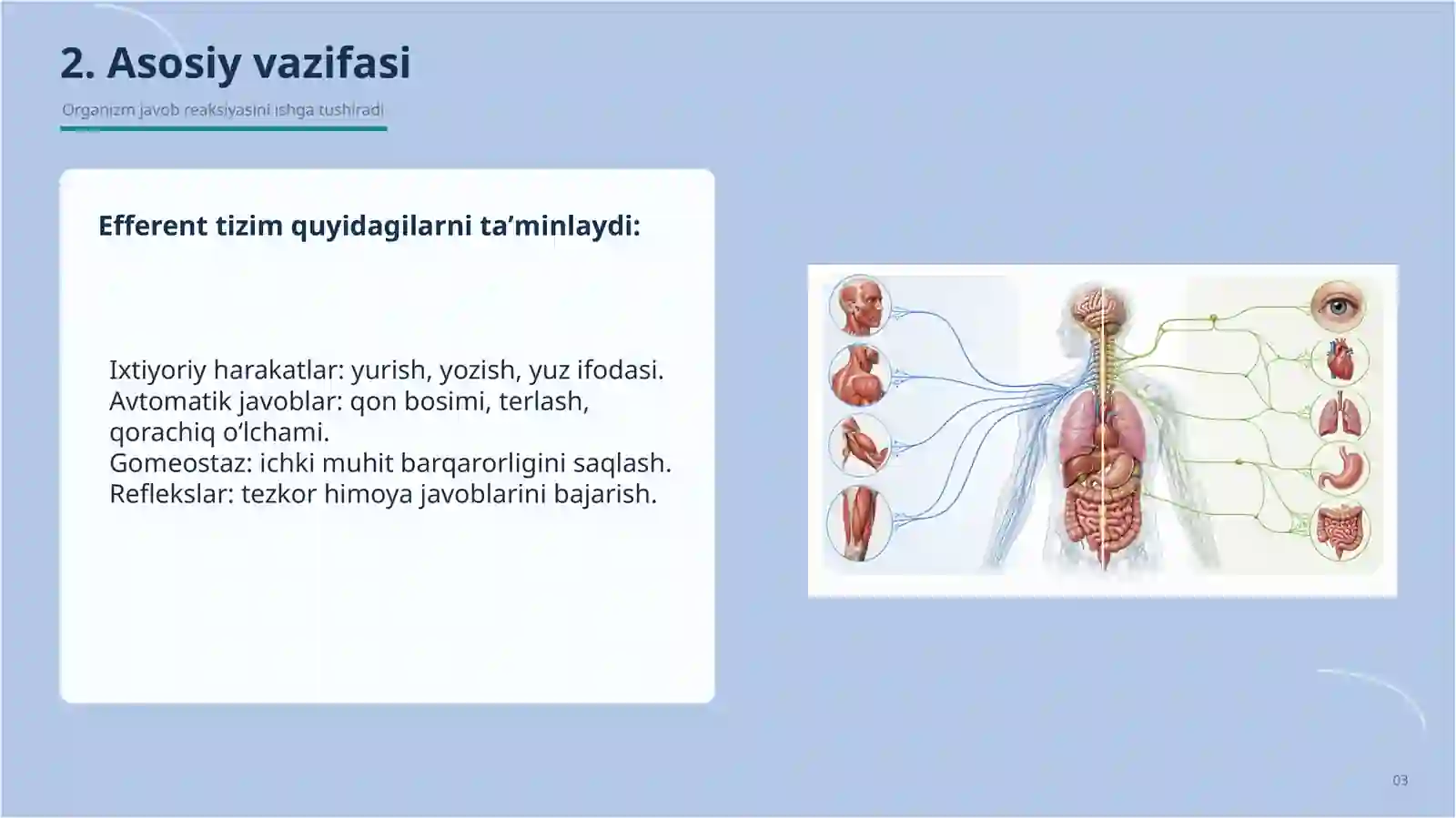 Efferent nerv sistemasi 3