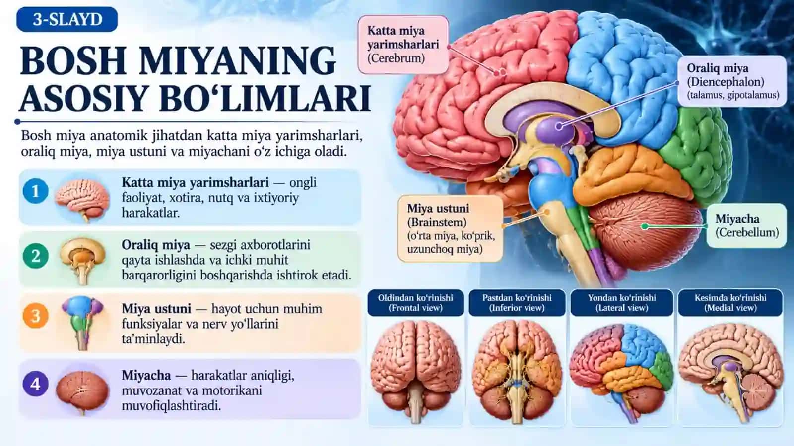 Markaziy asab tizimining anatomiyasi, tuzilishi va fiziologik vazifalari.pptx 3