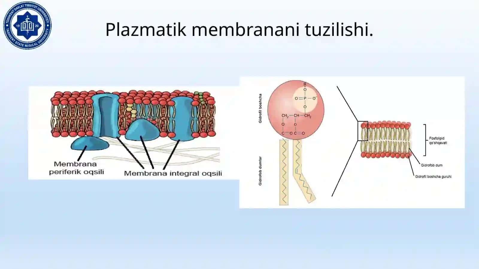 Biomembranalar tuzilishi. Membrana retseptorlari. Hujayra signallarni o‘tkazish 3