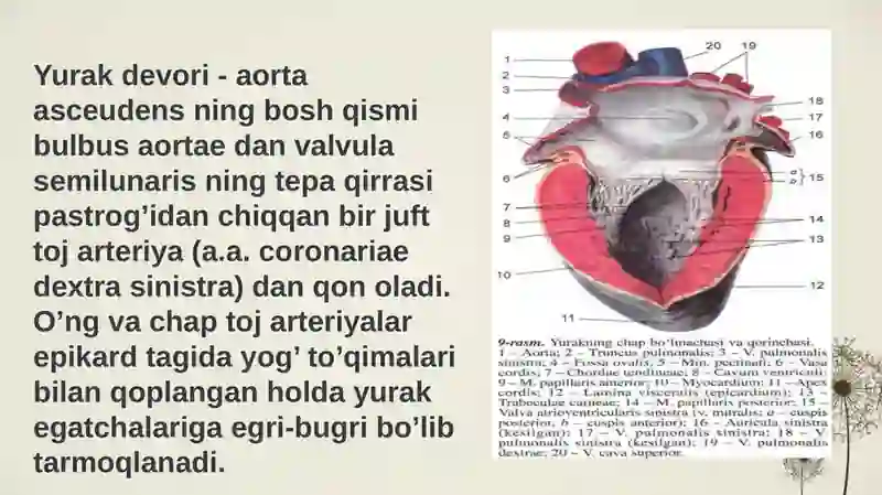 Qon tomirlar sistemasi 3