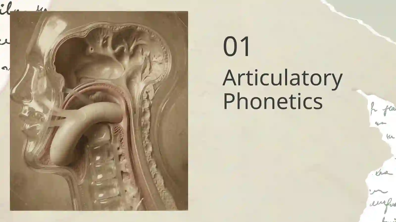 Articulatory Phonetics 3