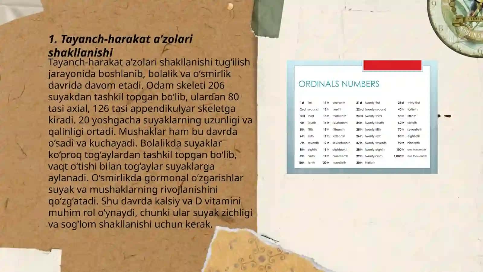 Tayanch Harakat aʼzolari Rivojlanish Xususiyatlari 3