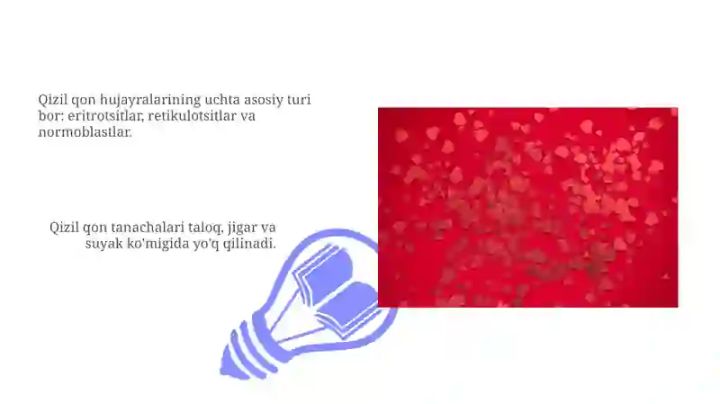 Qizil qon tanachalari anatomiyasi va tuzilishi 3
