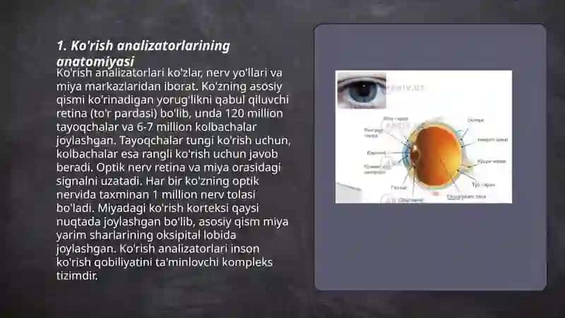 Ko'rish analizatorlari 3
