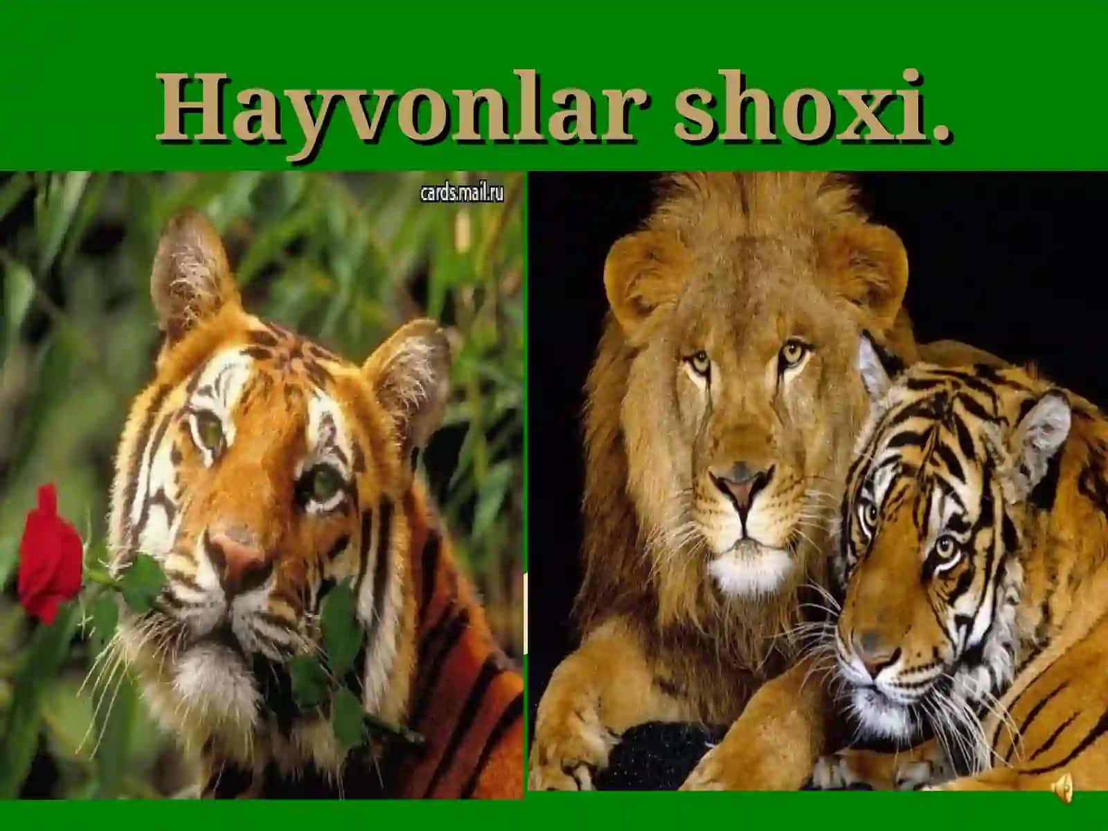 Hayvonot bog’ida. 3