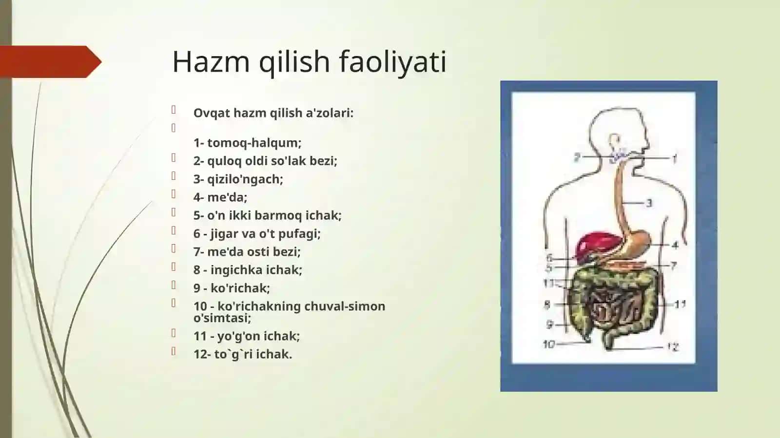 Hazm qilish faoliyati 3