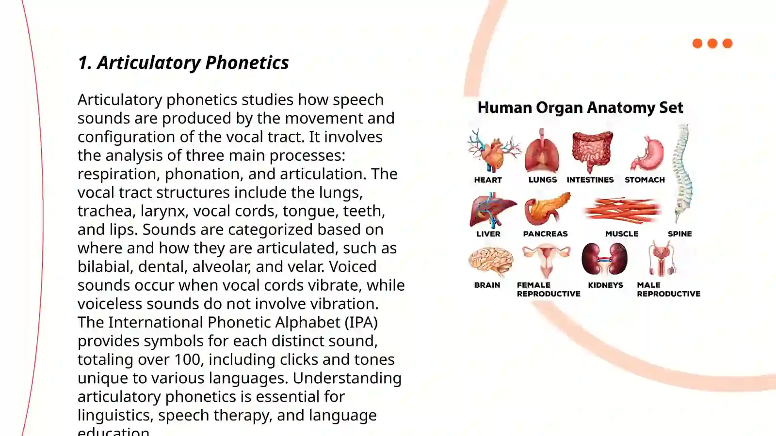 Speech Organs and Their Functions 3