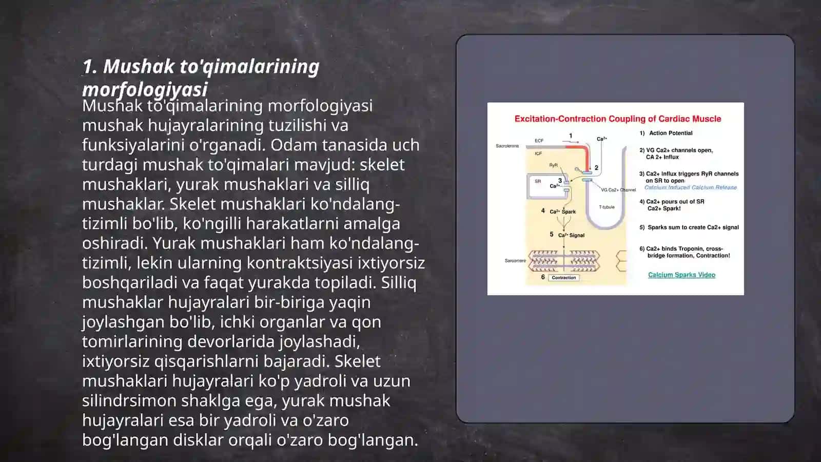 Mushak qisqarish mexanizmining morfologik asoslari 3