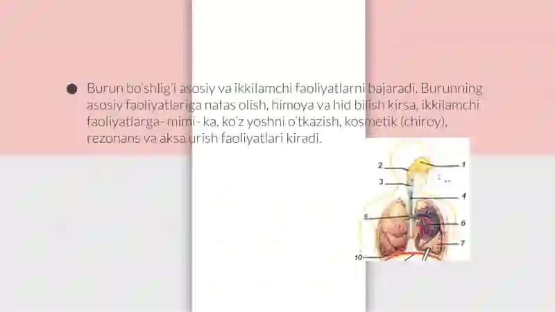 Burun bo’shlig’ini funksiyasi (nafas olish, himoya, ovoz hosil qilish, hid bilish) haqida 3