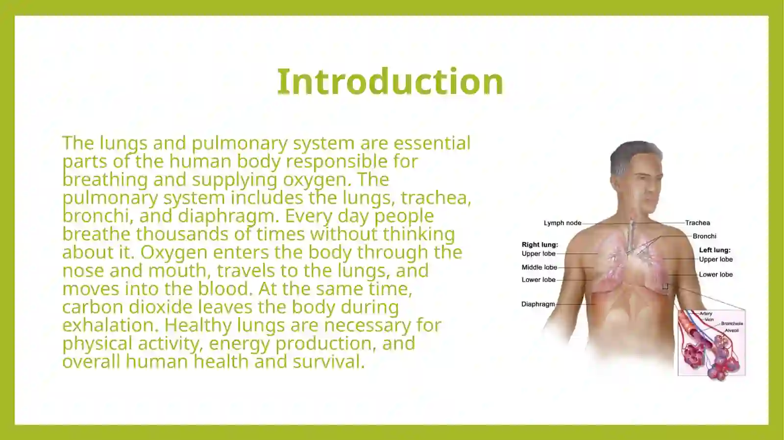 Lungs and a pulmonary system 3
