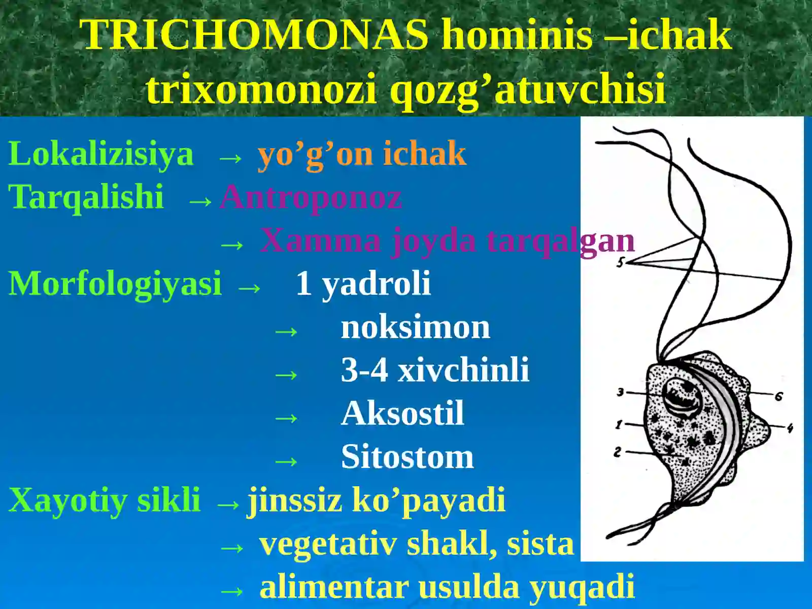Tibbiy parazitologiya 3