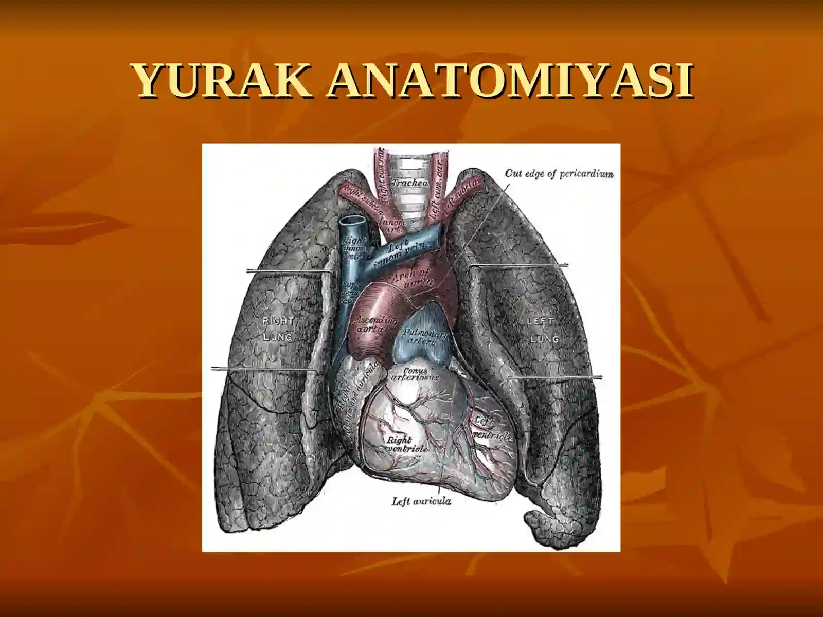 YURAK ANATOMIYASI 3