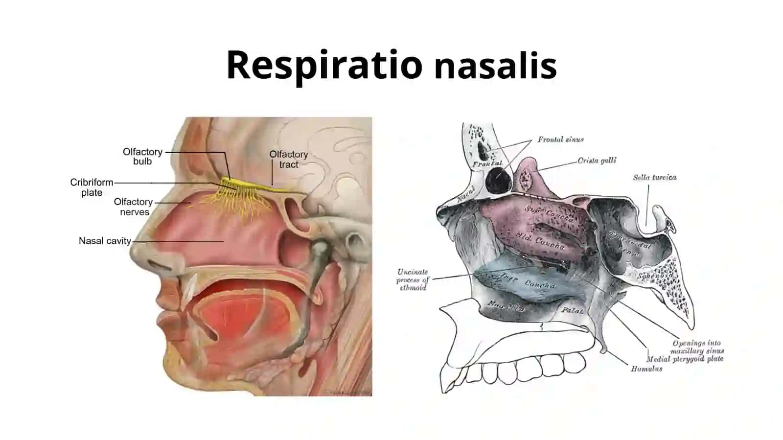 ANATOMIA SYSTEMATIS RESPIRATORII 3
