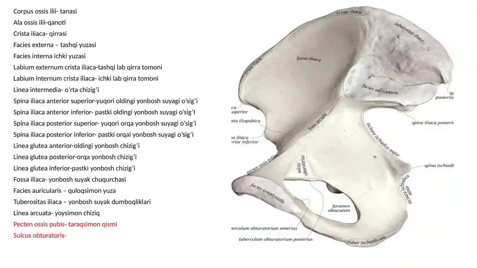 Oscoxa 3