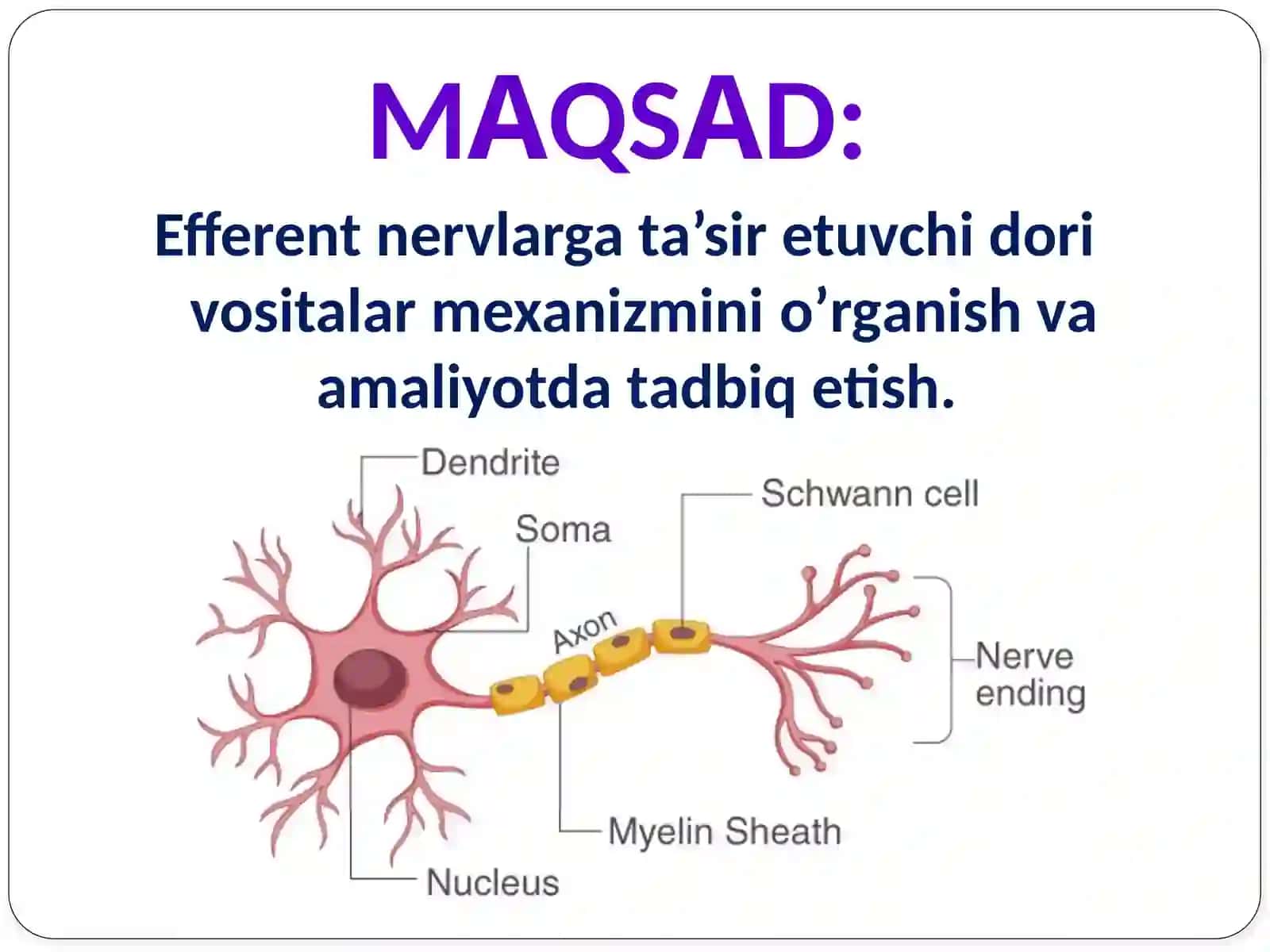 Efferentnervlargata’siretuvchidorivositalarmexanizmini oʼrganish va amaliyotda tаdbiq etish 3