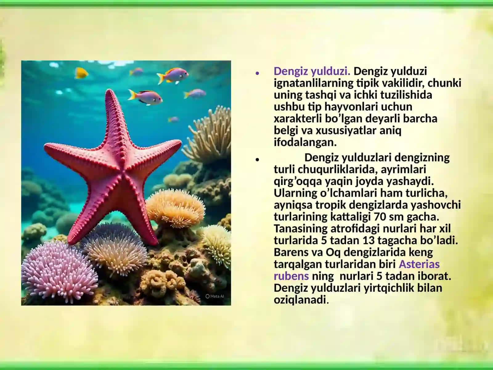 Dengizyulduzi-Asteriasrubensningtashqivaichkituzilishinio‘rganish 3