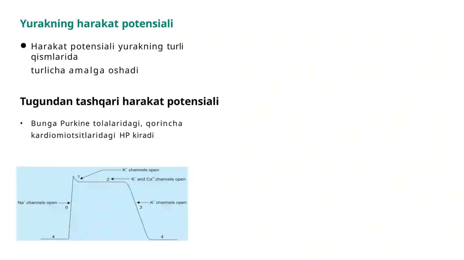 Antiaritmikdorilar 3