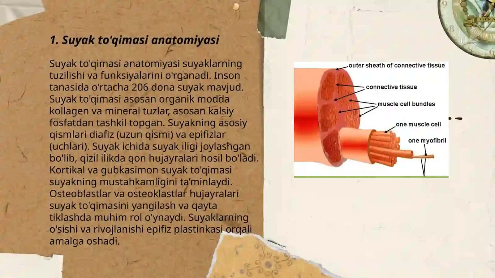 Suyak va muskul toqimasi 3