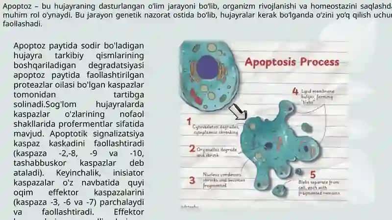 Apoptoz 3