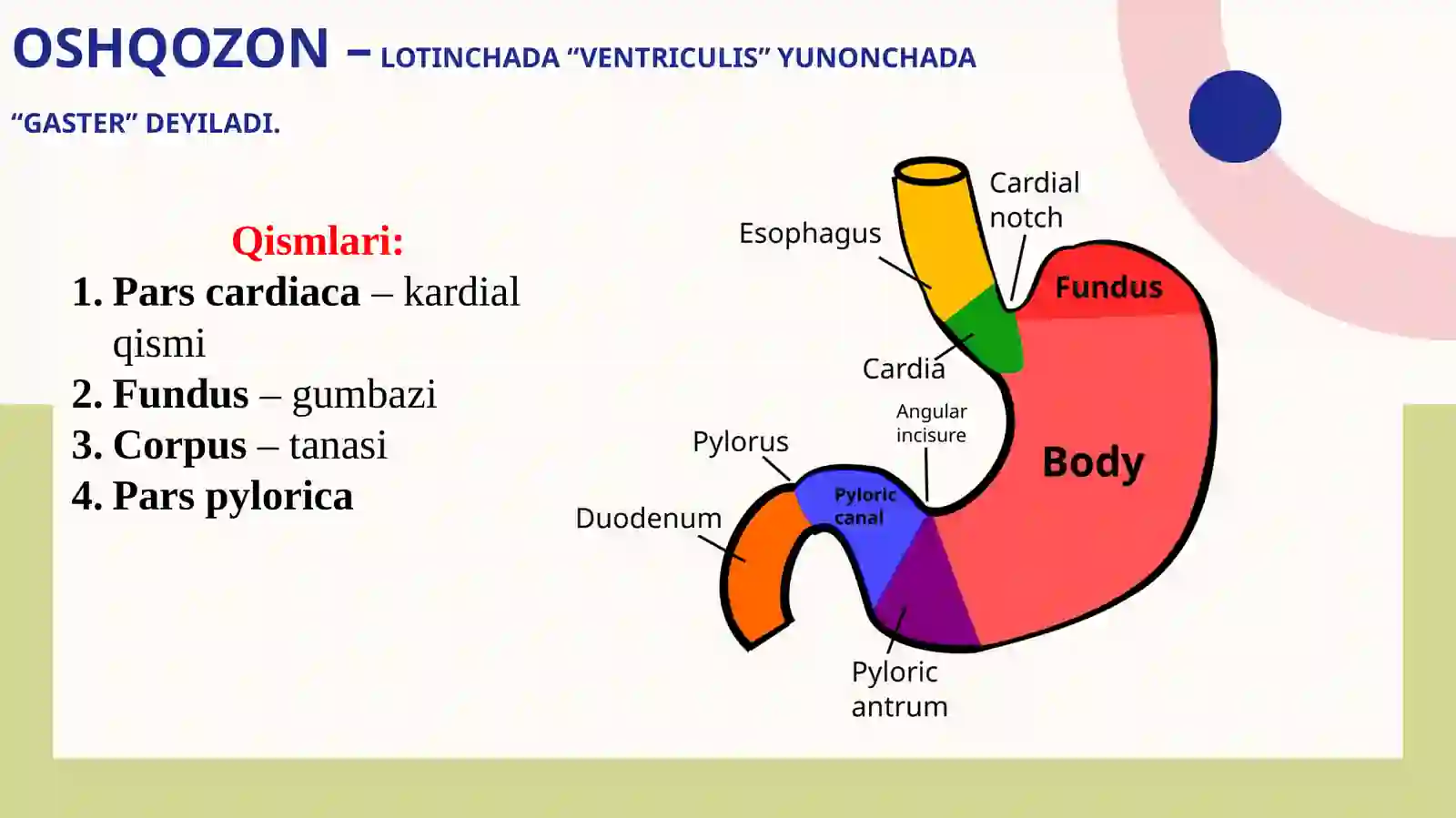 Taqdimot ; PPT; Terapiya ; ik 3