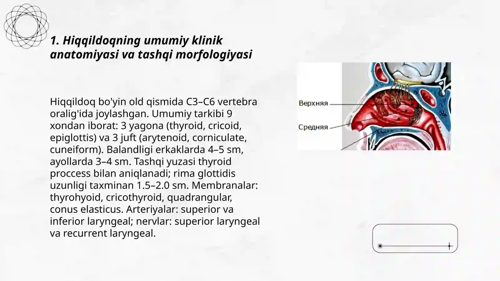 Hiqqildoq, traxeya, bronx klinik anatomiyasi 3