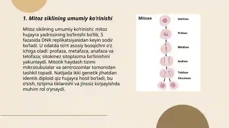 Mitoz sikli 3