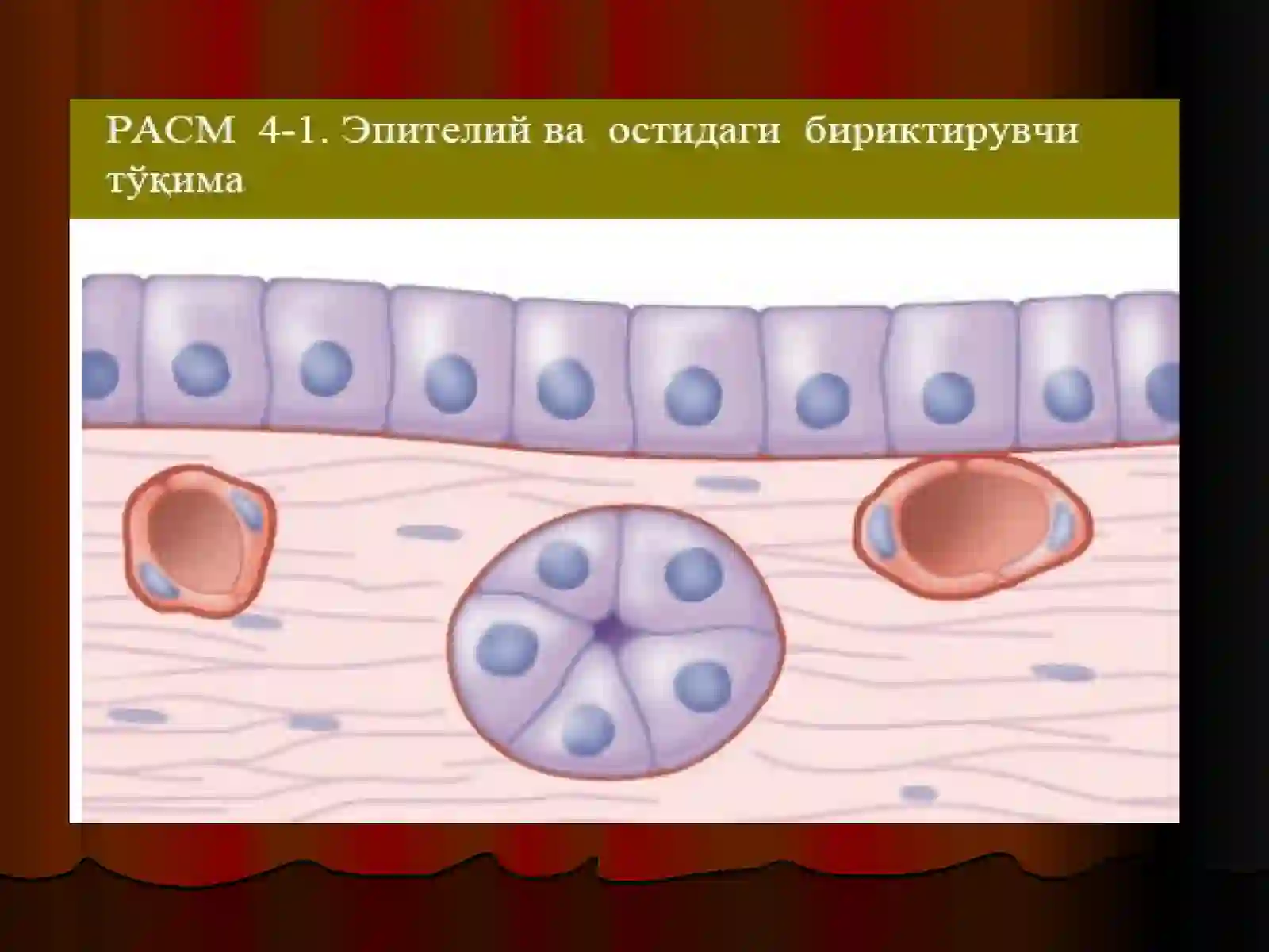 Эпителийтўқимаси 3