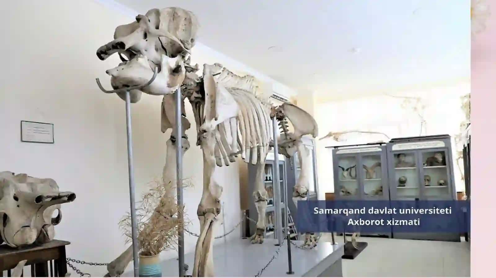 Umurtqasizlarzoologiyasi 3