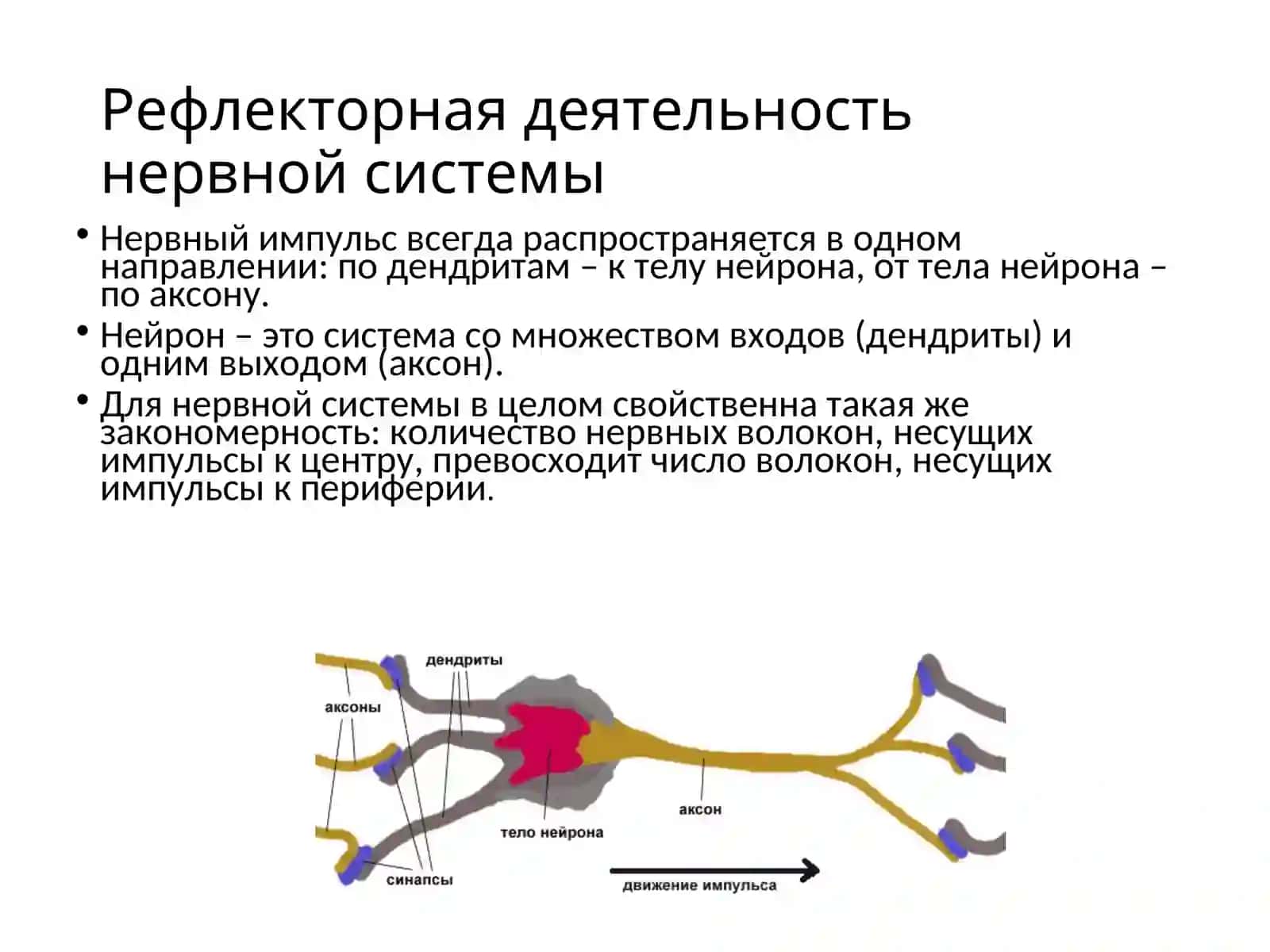 Лекция №6. Простая рефлекторная дуга. Чувствительные проводящие пути. Двигательные проводящие пути 3