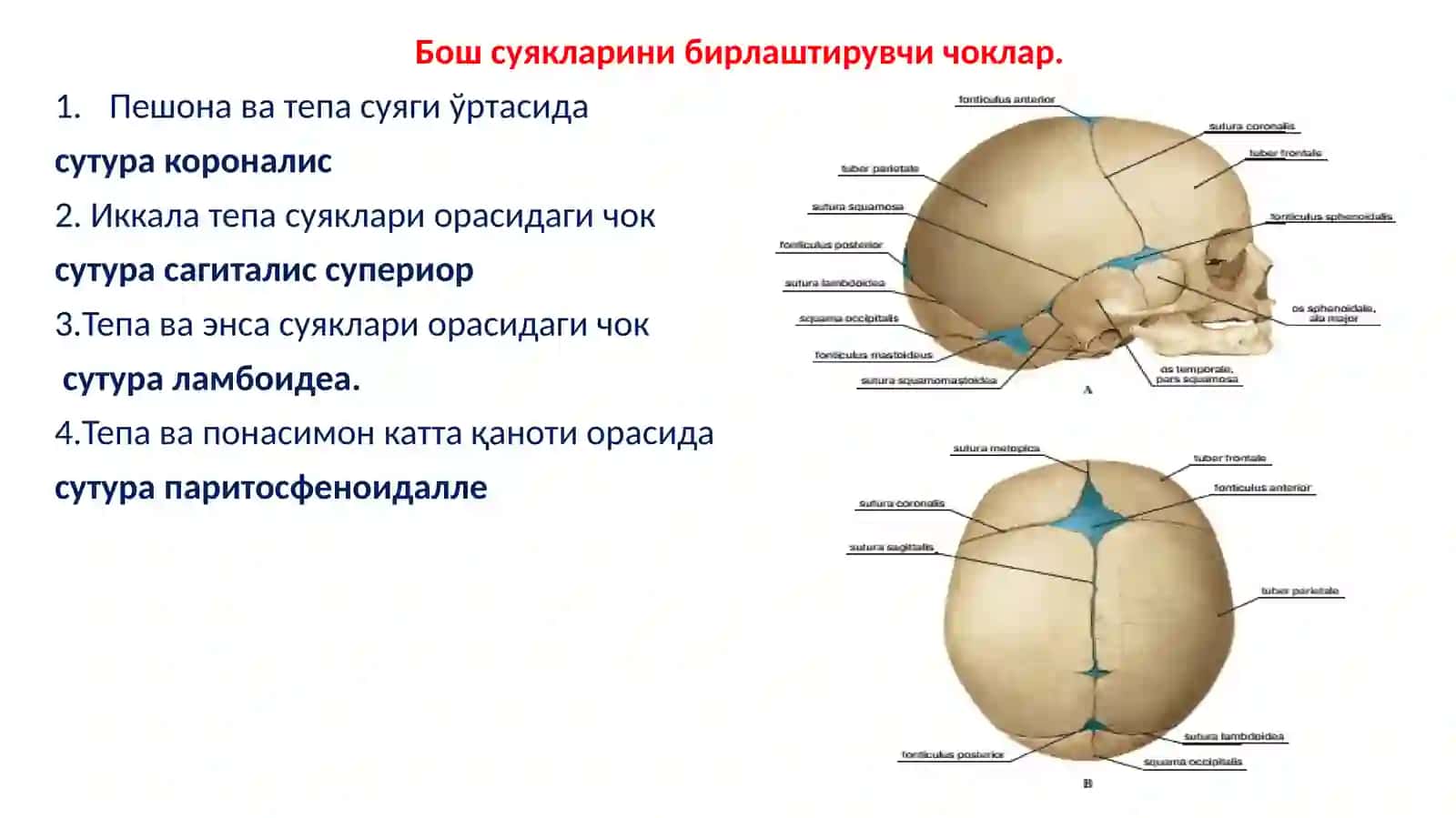 Boshsuyagianatomiyasi 3