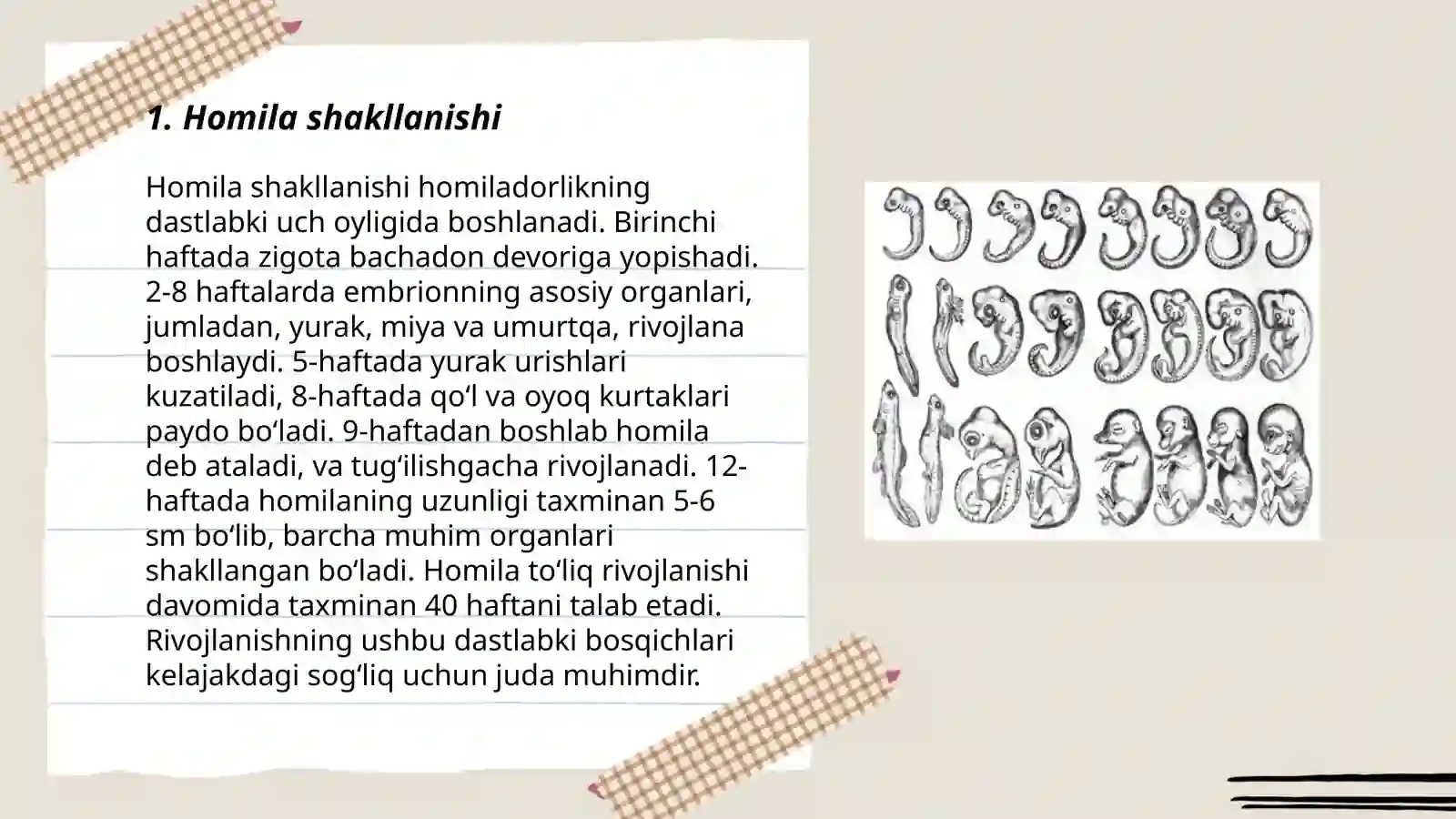 Ontogenez. Embrional rivojlanish davri 3