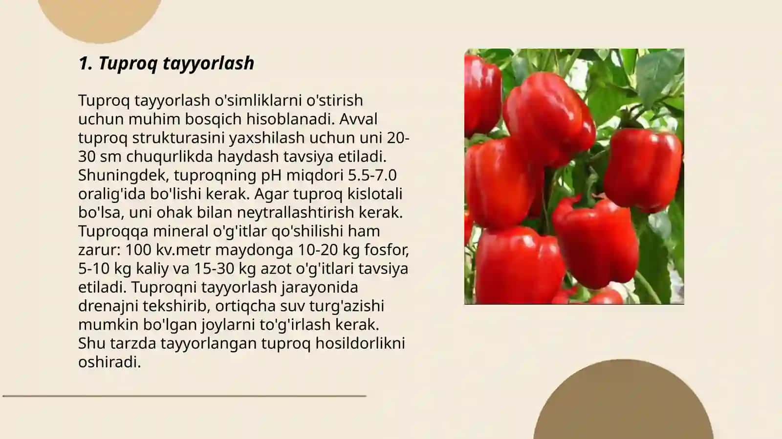 Chuchuk qalampir yetishtirish texnologiyasi 3