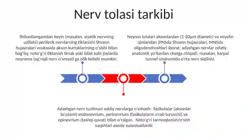 Adashgan nerv 3