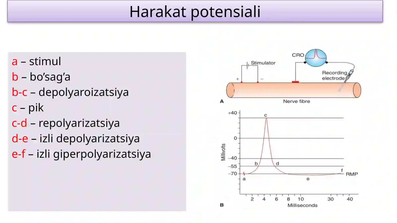 Nerv tolalari va sinapslar fiziologiyasi. Muskullar fiziologiyasi 3
