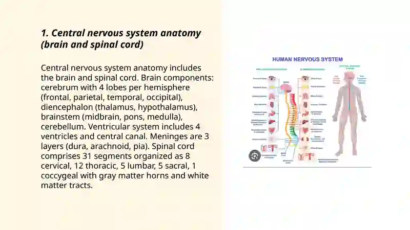 Nervous system 3