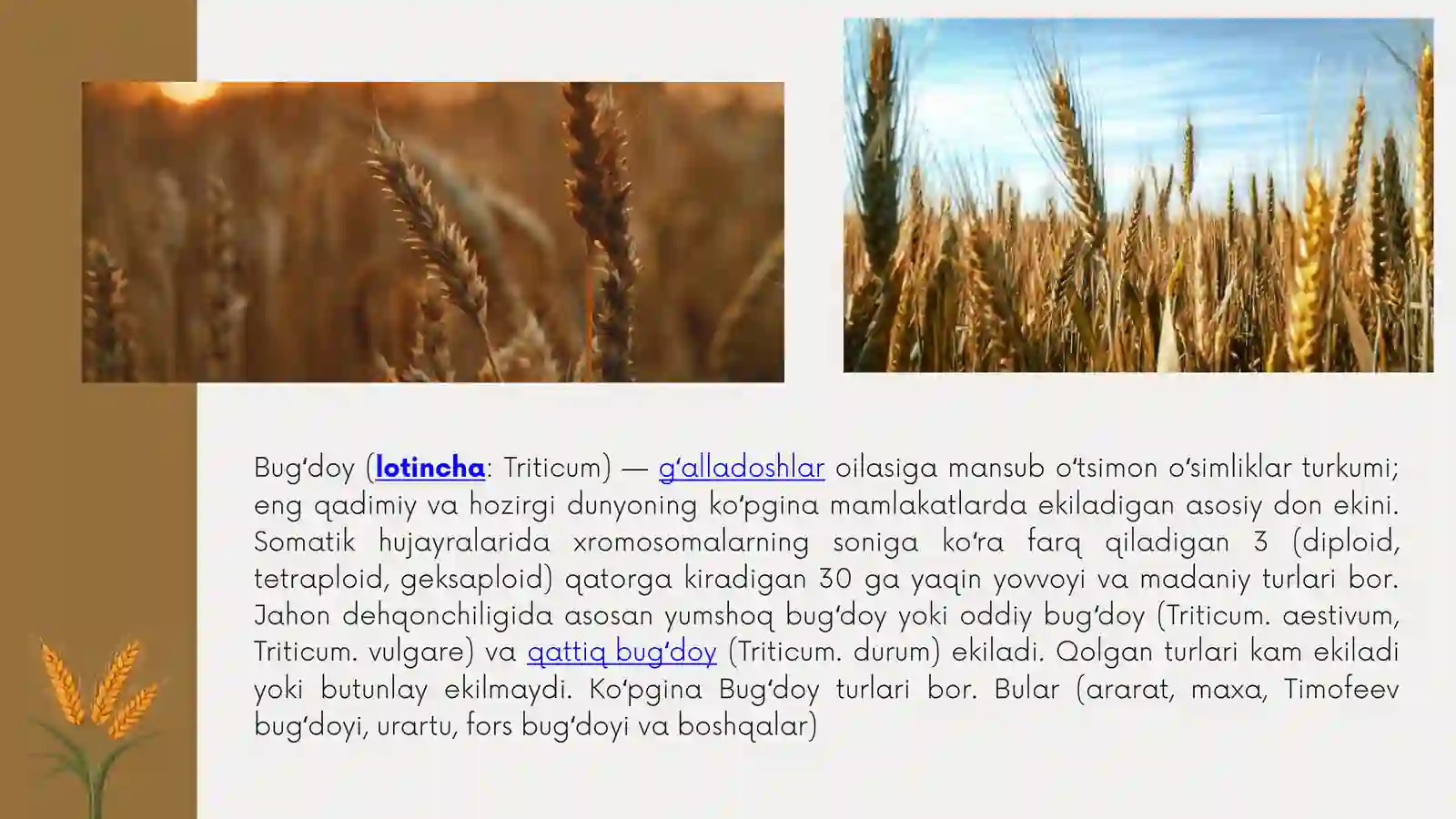 Bug’doy seleksiyasining asosiy yo’nalishlari va xozirgi kunda selektsioner olimlar tomonidan olib borilayotgan ilmiy tadqiqot izlanishlari 3