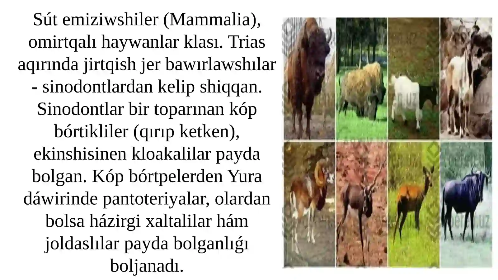 Sút emiziwshilerdiń individual qásiyetleri 3
