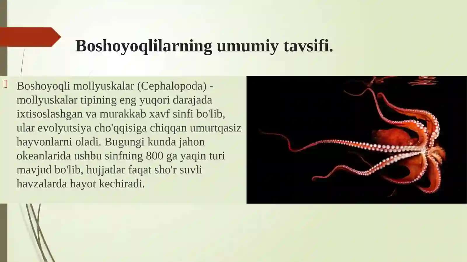 Boshoyoqlimollyuskarlar (cephalopoda) sinfibiologiyasi va ekologiyasi 3