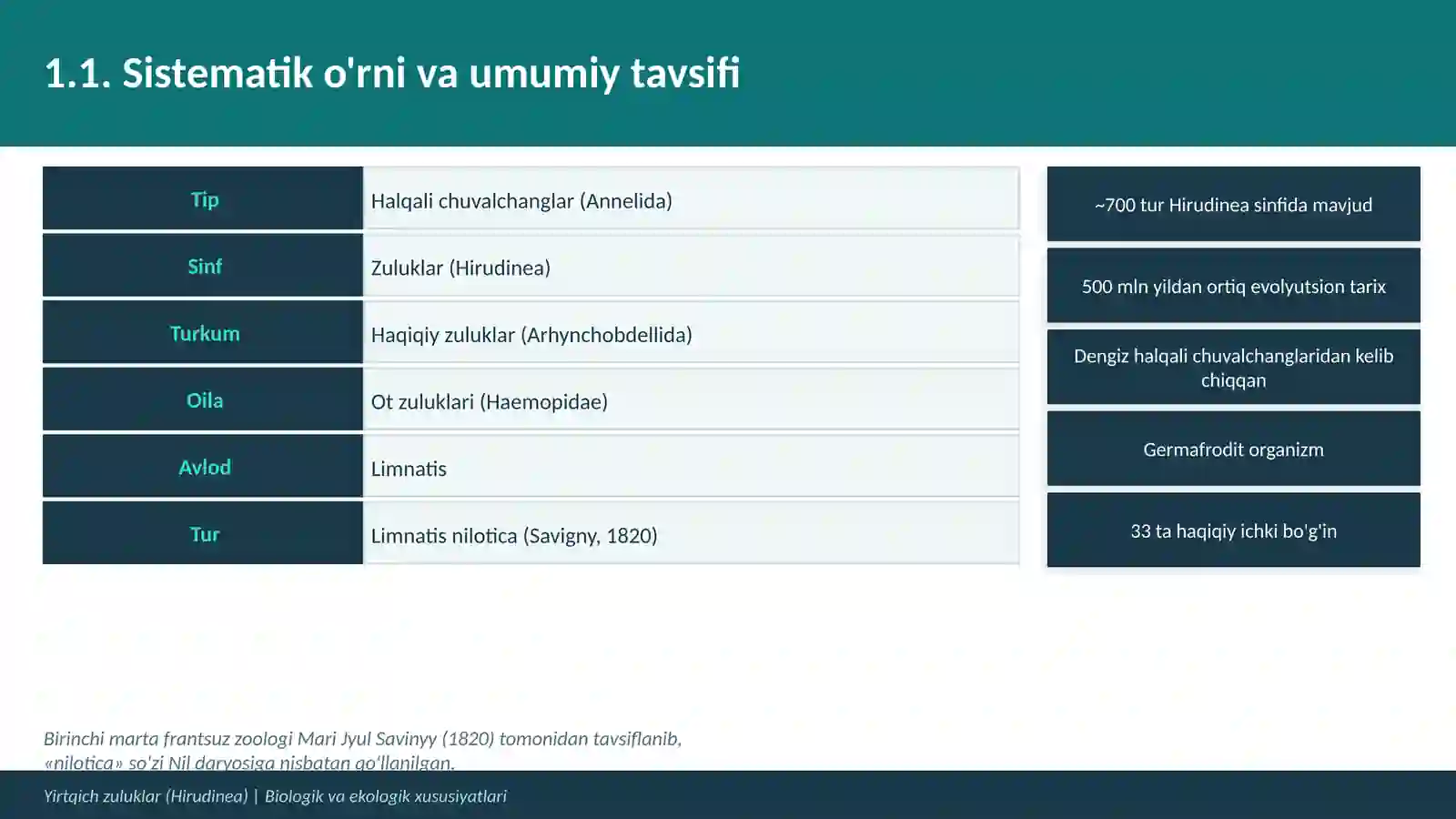 Yirtqich zuluklar (Hirudinea) 3