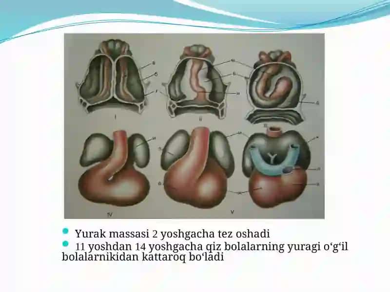 BOLALARDA YURAK-QON TOMIR TIZIMINING ANATOMO-FIZIOLOGIK XUSUSIYATLARI 3