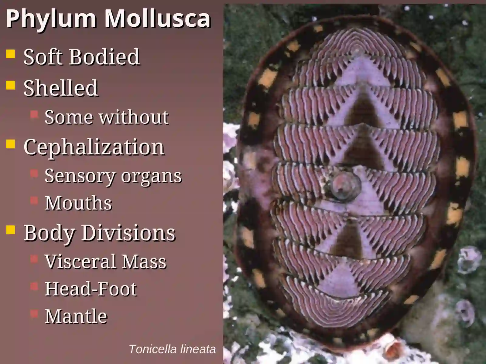 Phylum Mollusca 3