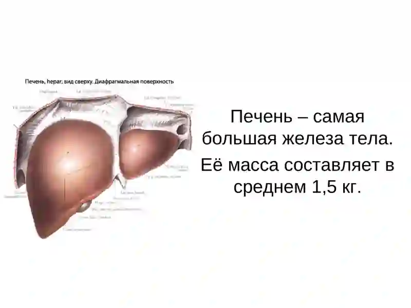 Печень, строение и функции 3