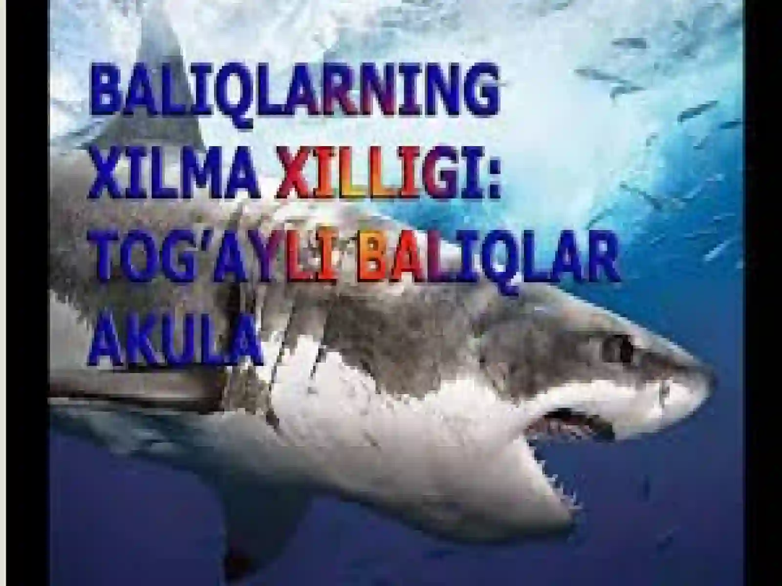 Tog’aylibaliqlarning umumiy tuzilishi 3