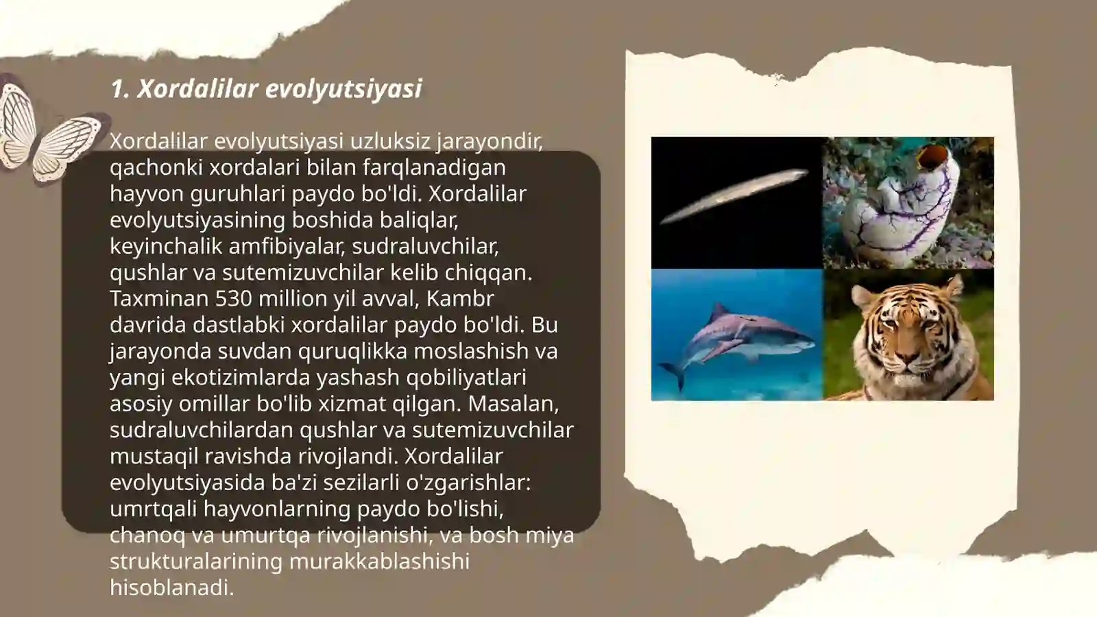 Xordalilarning muhim belgilari va ularning biologik ahamiyati 3