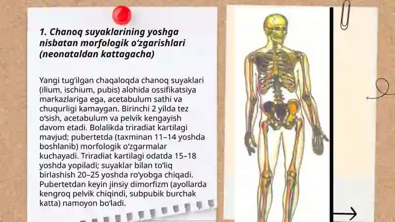 Chanoq va oyoq suyaklarining yoshga nisbatan xususiyatlari 3